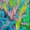 dracaena plant