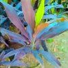 dracaena plant