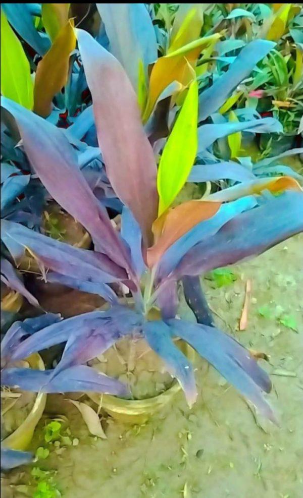 dracaena plant