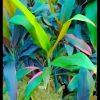 dracaena plant