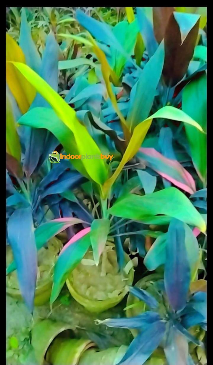 dracaena plant