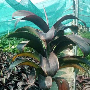 dracaena plant