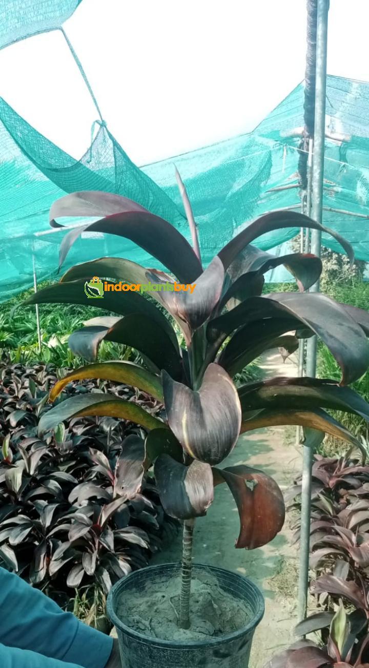 dracaena plant