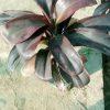 dracaena plant