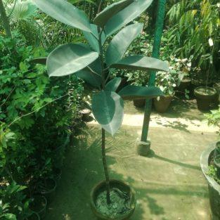 Rubber Plant