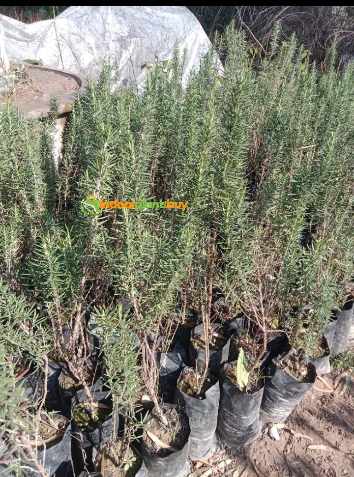 rosemary plant
