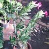 adenium 14 inch