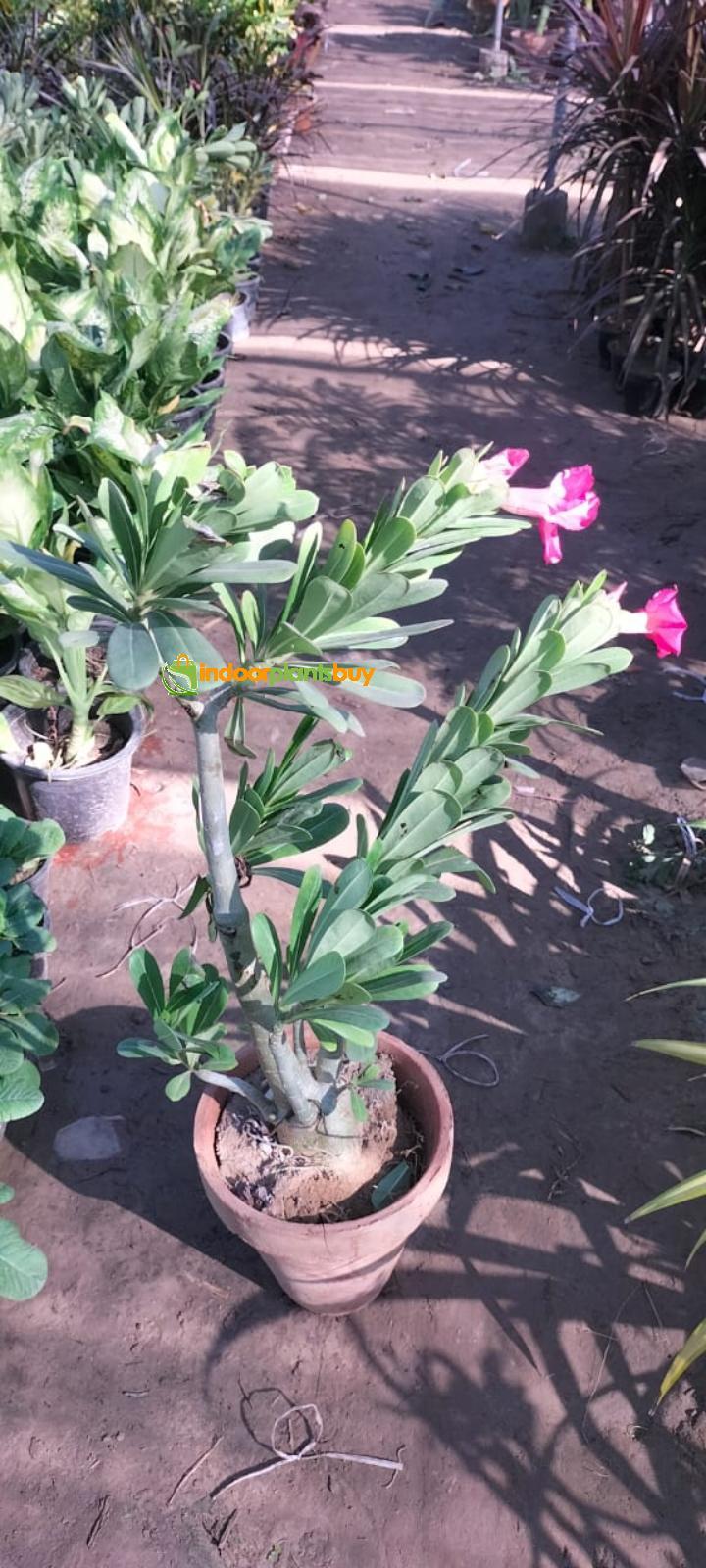 adenium 14 inch