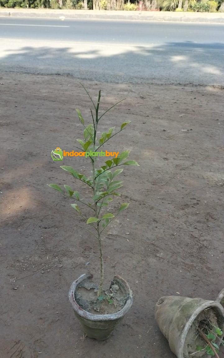 marwa plant