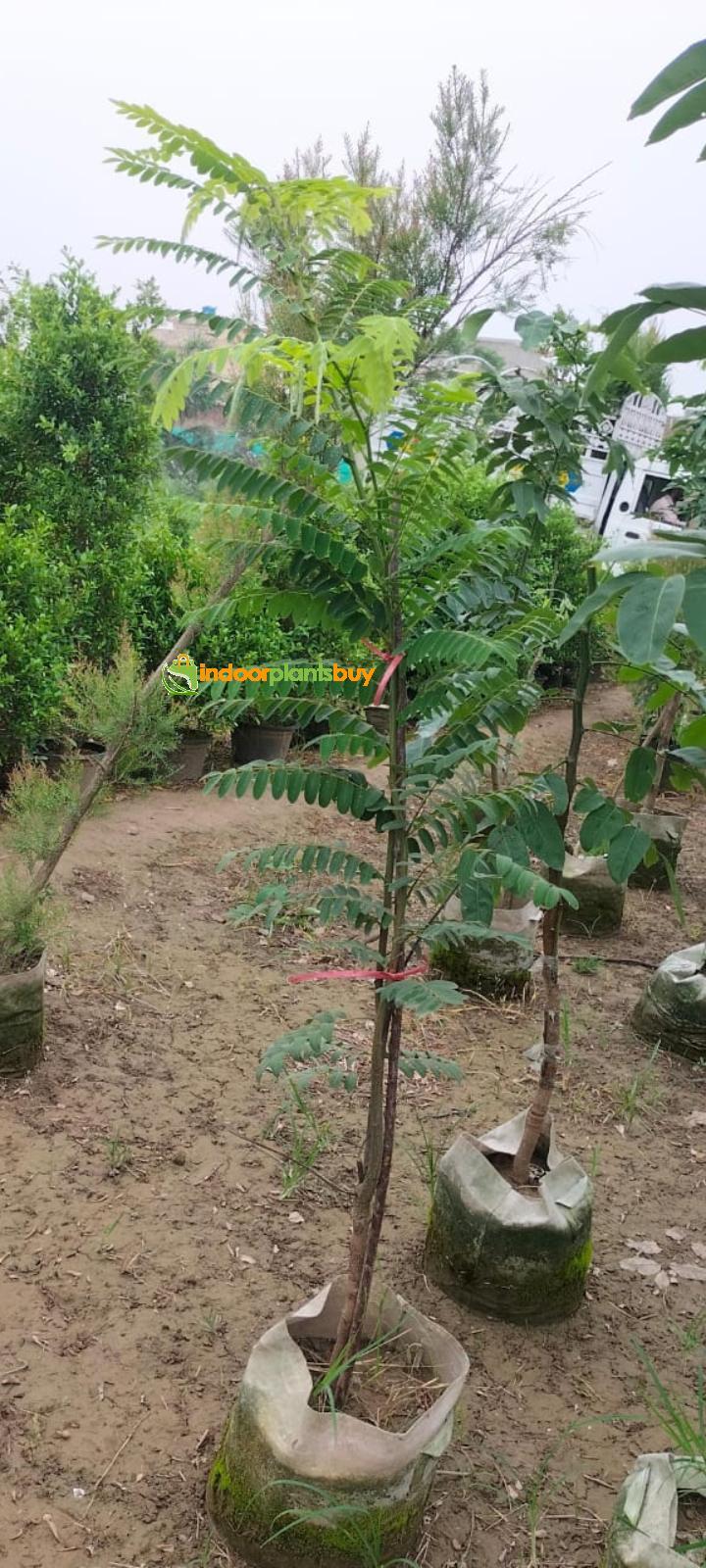 Cassia Nodosa Plant