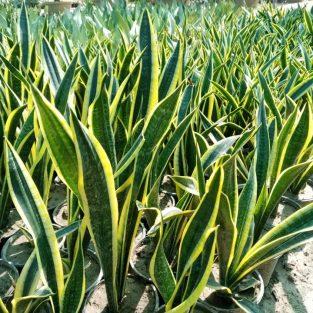 snake plant