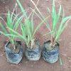 lemongrass plant