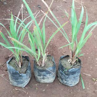 lemongrass plant