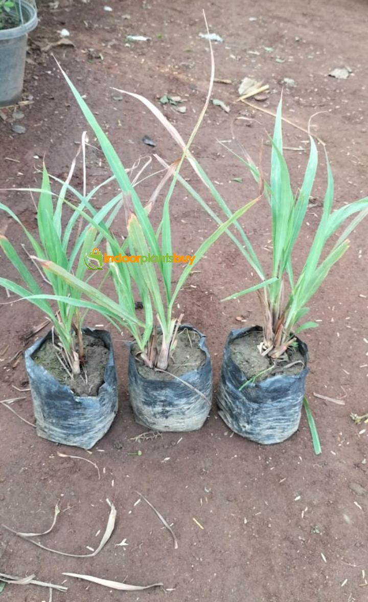lemongrass plant
