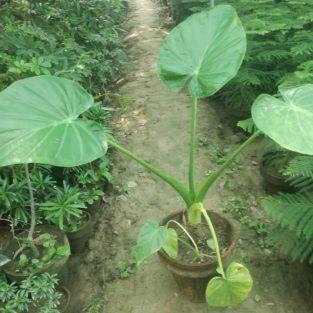 elephant ear plant