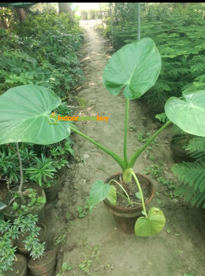 elephant ear plant